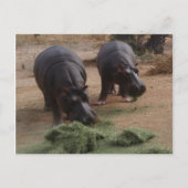 Carte Postale hippopotame (Devant)