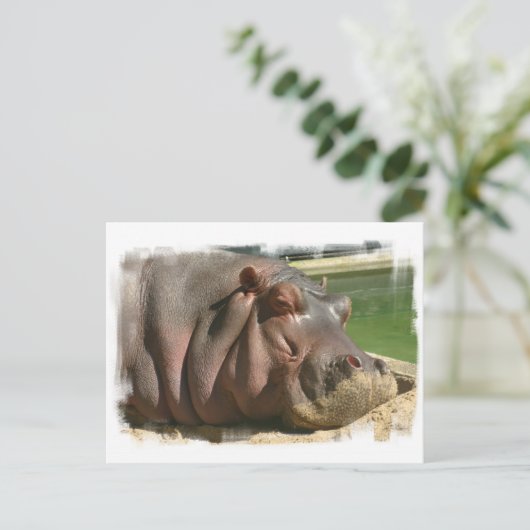 Carte postale Hippopotame (Debout devant)
