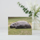 Carte Postale Hippopotame (Debout devant)
