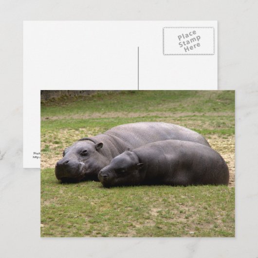 Carte Postale Hippopotame (Devant / Derrière)