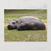 Carte Postale Hippopotame (Devant)