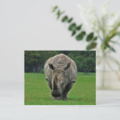 Carte postale Hippopotame (Debout devant)