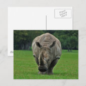 Carte postale Hippopotame (Devant / Derrière)