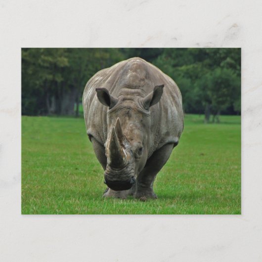 Carte postale Hippopotame (Devant)