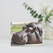 Carte Postale Hippopotame (Debout devant)