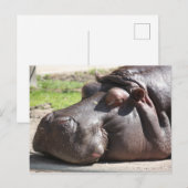 Carte Postale Hippopotame (Devant / Derrière)