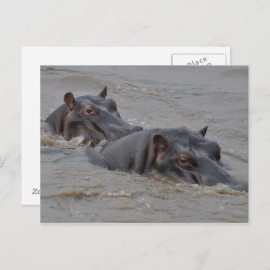 Carte Postale hippopotame (Devant / Derrière)