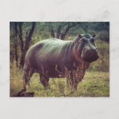 Carte Postale Hippopotame (Devant)