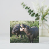 Carte Postale Hippopotame (Debout devant)
