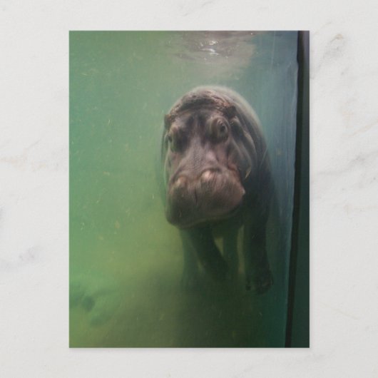 Carte Postale Hippopotame Abstrait #2 (Devant)