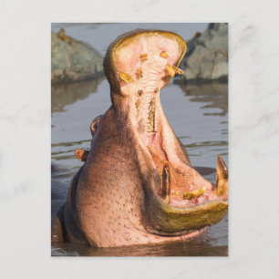 Carte Postale Hippopotame bâillant, Tanzanie