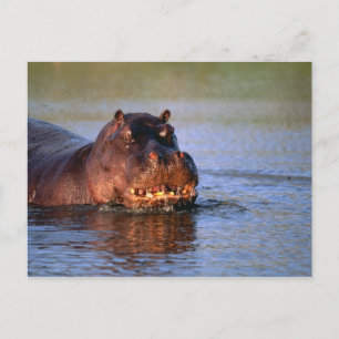 Carte Postale Hippopotame dans la rivière