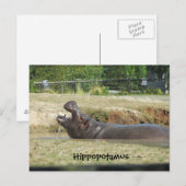 Carte Postale Hippopotame en train de boire (Devant / Derrière)