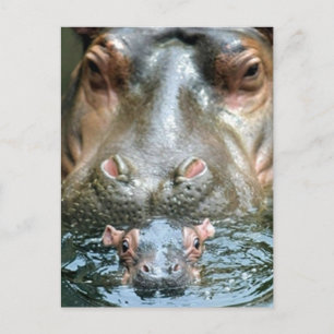Carte Postale Hippopotame et bébé