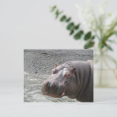 Carte Postale Hippopotame hardi ! (Debout devant)