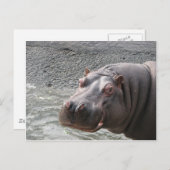 Carte Postale Hippopotame hardi ! (Devant / Derrière)