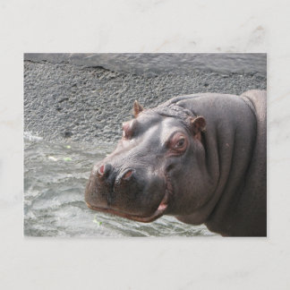 Carte Postale Hippopotame hardi !