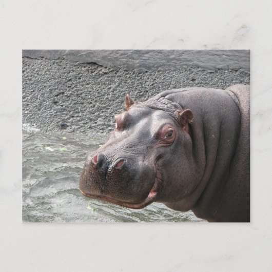 Carte Postale Hippopotame hardi ! (Devant)