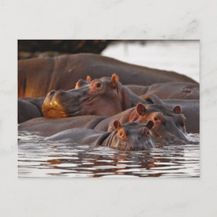 Carte Postale Hippopotame, Hippopotamus amphibius, Lac
