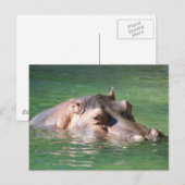 Carte Postale Hippopotame Nager À La Surface (Devant / Derrière)