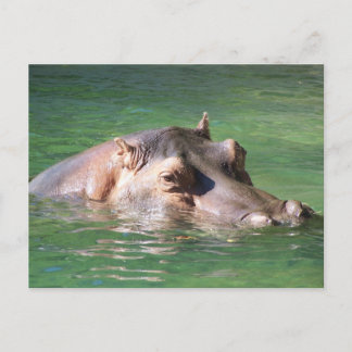 Carte Postale Hippopotame Nager À La Surface