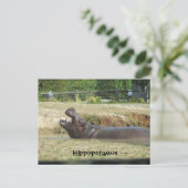 Carte Postale Hippopotame prendre un verre (Debout devant)