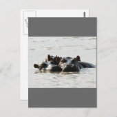 Carte Postale Hippopotames (Devant / Derrière)