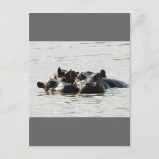Carte Postale Hippopotames