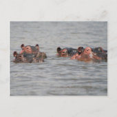 Carte Postale Hippopotames (Devant)