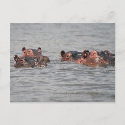 Carte Postale Hippopotames (Devant)