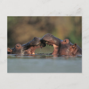 Carte Postale Hippopotames (Hippopotamus amphibius) Lutte