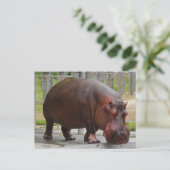 Carte postale Hippopotamus #2 (Debout devant)