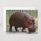 Carte postale Hippopotamus #2 (Devant / Derrière)