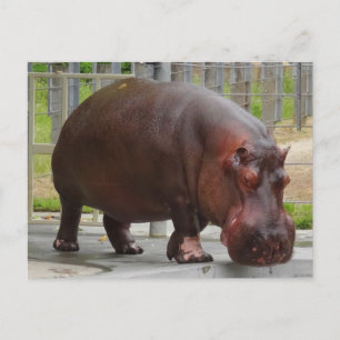 Carte postale Hippopotamus #2