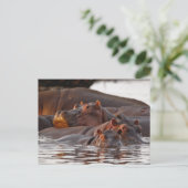 Carte Postale Hippopotamus, Hippopotamus amphibius, lac (Debout devant)