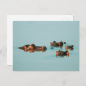 CARTE POSTALE HIPPOQUES DE PISCINE (Devant / Derrière)