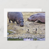 CARTE POSTALE HIPPOS (Devant / Derrière)