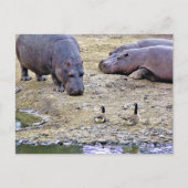CARTE POSTALE HIPPOS (Devant)