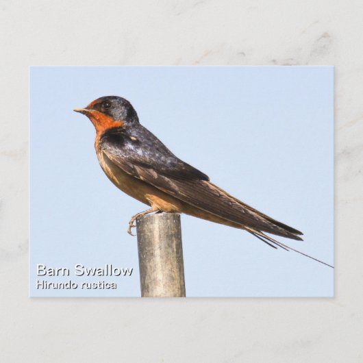 Carte Postale Hirondelle à la grange (Devant)