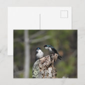 Carte Postale Hirondelle d'arbre hurler (Devant / Derrière)