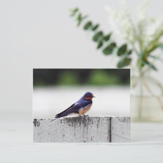 Carte Postale Hirondelle de cheminée à Fort Larned (Debout devant)