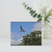 Carte Postale Hirondelle de cheminée ailes ouvertes (Debout devant)