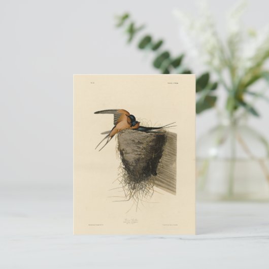 Carte Postale Hirondelle de grange des oiseaux d'Amérique d'Audu (Debout devant)