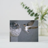 Carte Postale Hirondelle grange approchant le nid (Debout devant)