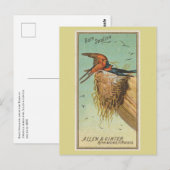 Carte Postale Hirondelle rustique (Devant / Derrière)
