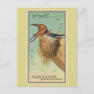 Carte Postale Hirondelle rustique
