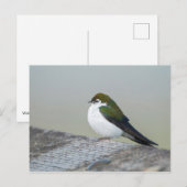 Carte Postale Hirondelle verte violette (Devant / Derrière)