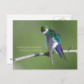 Carte Postale Hirondelle violette (Devant / Derrière)