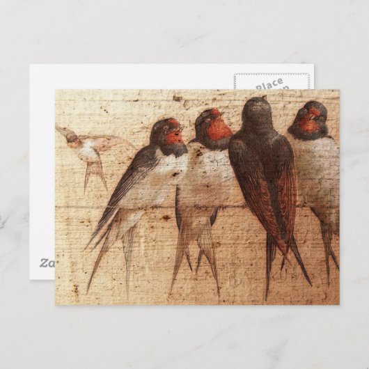 Carte Postale Hirondelles de grange (Devant / Derrière)