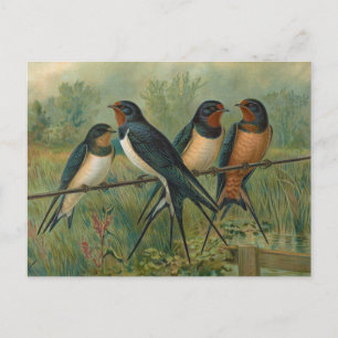 Carte Postale Hirundo rustica, Hirundo rustica Savignii